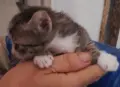 Вземете своето малко котенце подарък, снимка 7