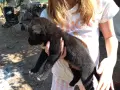 Малки кученца на 45 дена, снимка 16