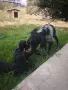 Малки кученца Бретон шпаньол , снимка 10