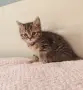 Прекрасно шотландско коте с прави ушички и уникална таби козина , снимка 4