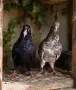 Поморийски Ролер и Мардини, снимка 8