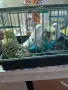 Папагалчета, снимка 3