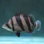 Datnioides microlepis/Сиамска тигрова, снимка 2