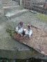 Николаевски гълъби 5 двойки , снимка 5