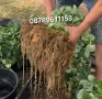 Разсад Ягоди Целогодишни Сортове, снимка 10