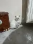 Британска късокосместа, снимка 2