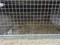  продавам пъдпъдъци с клетките, снимка 1