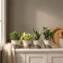 Комплект 4 теракотени саксии с дренаж, цвят лате, дълбочина 12,7 см, снимка 7