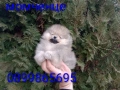 Мъжки Померан. Реални снимки от 05.01.26 г. , снимка 1