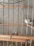 продавам канари, снимка 3