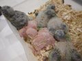 Ръчно хранени папагали Монах, снимка 4