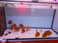 Дискуси млади риби. , снимка 1
