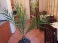 Палма финикова 1.10м., снимка 1 - Стайни растения - 35765422