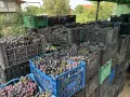Грозде за вино и ракия, снимка 12