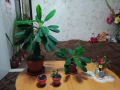 Еуфорбия, снимка 1 - Стайни растения - 34863084