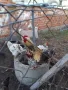 пилета и подрастващи , снимка 11