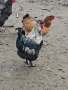 Домашни петли, снимка 8