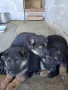 продавам немски овчарки , снимка 2