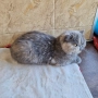 Женски екзотични персийски котки на 4,5 години 2,5 години и на 4 месеца., снимка 4