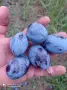 Продавам Сливи Стенлей, снимка 2
