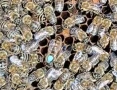 Пчелни майки и отводки от регистриран производител, снимка 3