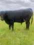 Продавам бременни месодайни кравикръстоски;търся съдружник, снимка 3