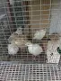  продавам пъдпъдъци с клетките, снимка 5