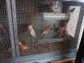 канарчета люпило 26 , снимка 8
