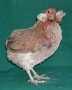 Кокошка Арукана, снимка 1 - други­ - 41710083