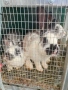 продавам  домашни зайци за клане, снимка 3