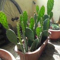 Саксии с незамръзващ кактус  , снимка 11 - Стайни растения - 41240742