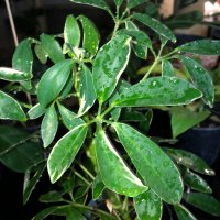 Schefflera variegata , снимка 2 - Стайни растения - 42499817