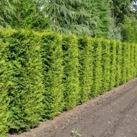 Западна Туя Брабант - Thuja occidentalis Brabant, снимка 1 - Разсади - 41981804