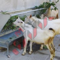 Стенна хранилка за овце и кози, снимка 3 - За селскостопански - 34655155