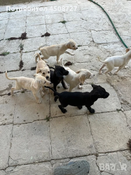 Бебета кученца на 3 месеца, снимка 1