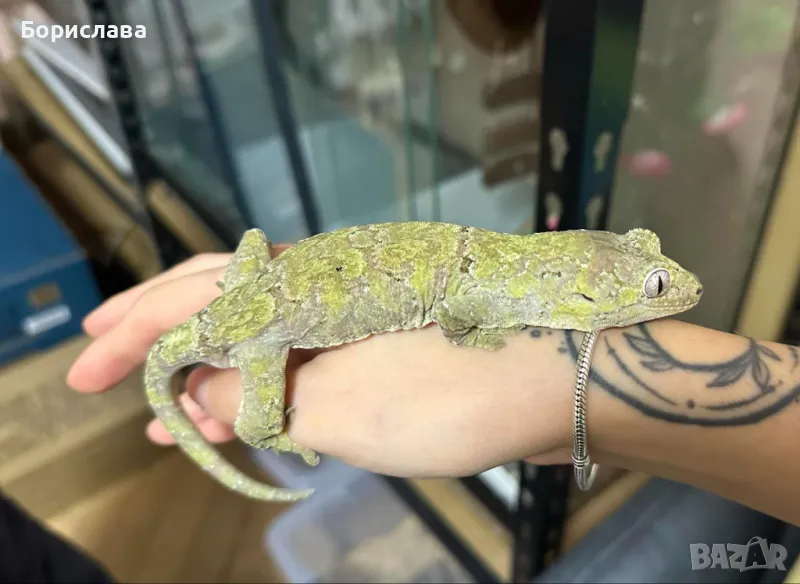 Мъжки чахуа гекон, снимка 1