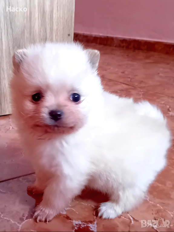 Померански шпиц, снимка 1