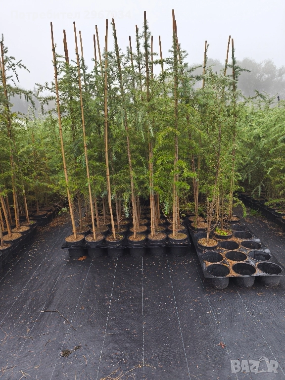 хималайски кедър , снимка 1