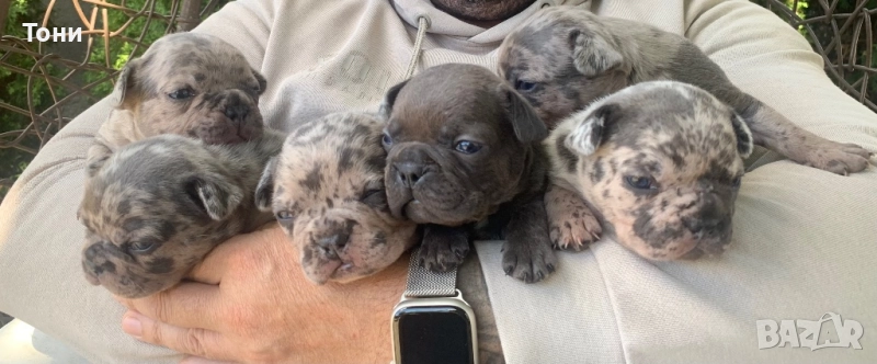 Френски Булдог French bulldog , снимка 1