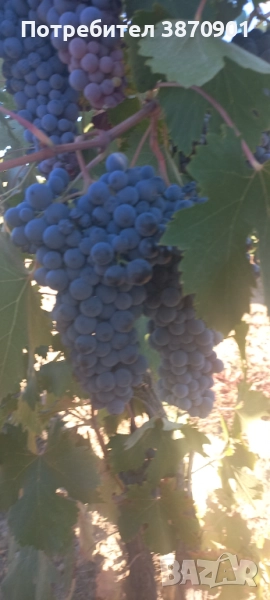 Продавам винен сорт грозде Мавруд , снимка 1
