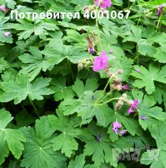 здравец, снимка 1