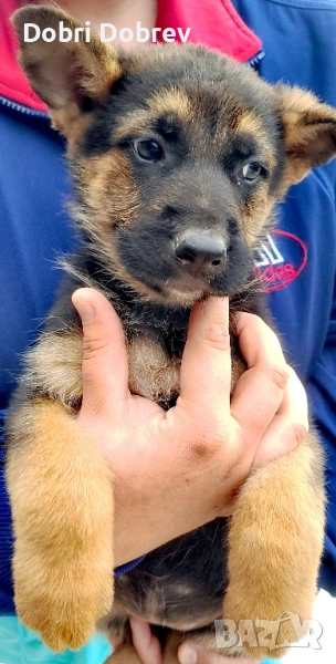 немска овчарка на 70 дни, снимка 1