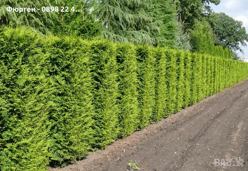 Западна Туя Брабант - Thuja occidentalis Brabant, снимка 1