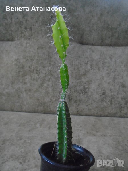 Драконов плод сорт Ред Джина плодно растение на 2 години, снимка 1