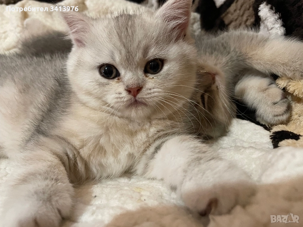 Британско сребърно коте, снимка 1