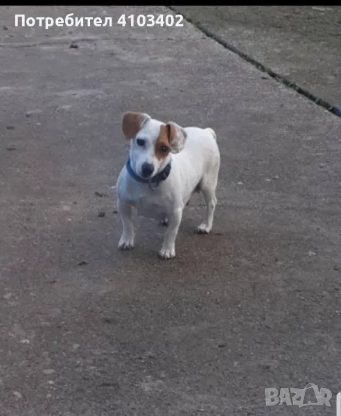 Джак Ръсел териер , снимка 1