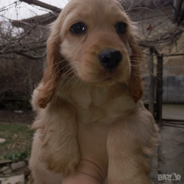 Кокер Шпаньол , снимка 1