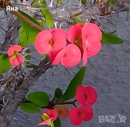 Исусов венец - Еуфорбия, Червен цвят, снимка 1