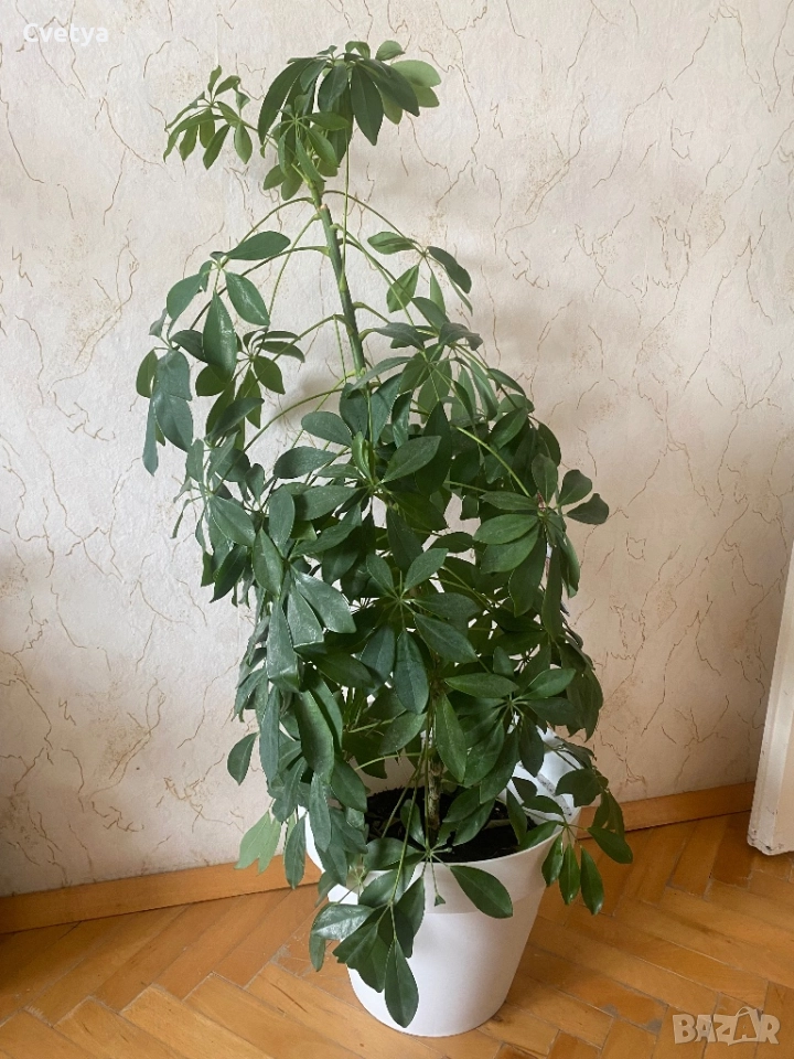 Шефлера, снимка 1