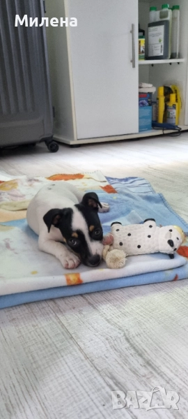 Джак Ръсел , снимка 1